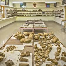Kutch Fossil Park